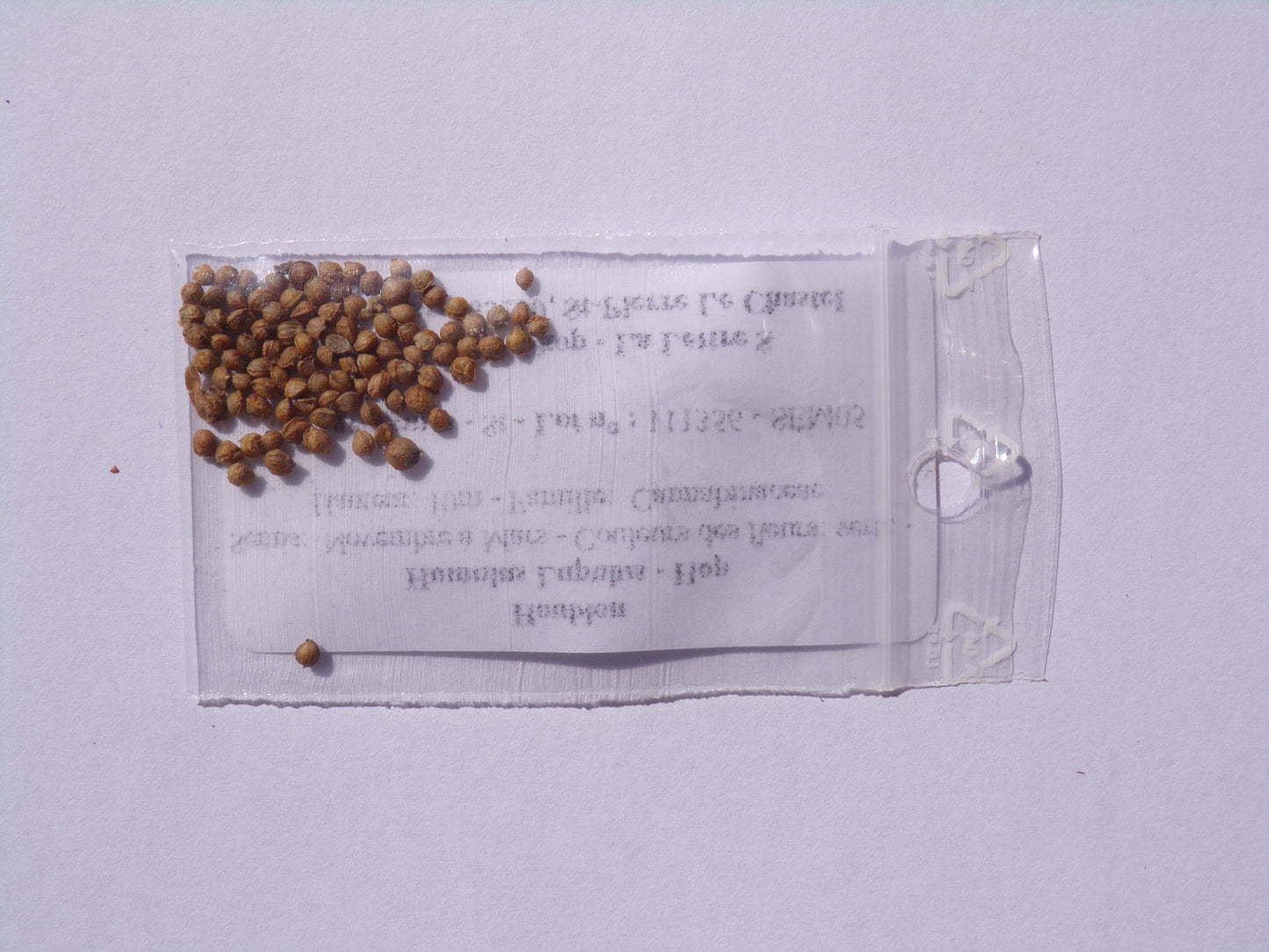 Houblon - Humulus Lupulus - SEM05