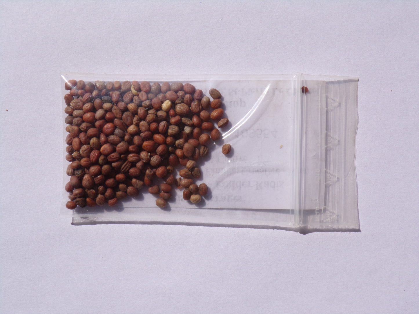 Radis Fourrager - Raphanus Sativus (Engrais Vert) SEM05