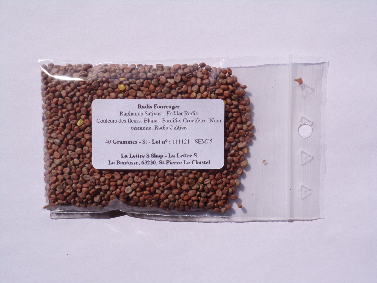 Radis Fourrager - Raphanus Sativus (Engrais Vert) SEM05