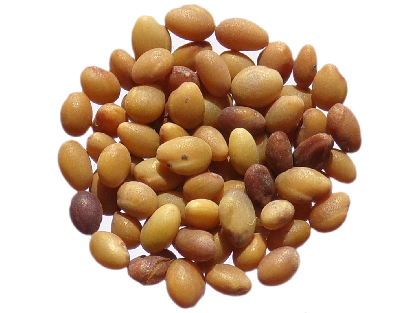 Trèfle d'Alexandrie - Trifolium Alexandrinum L. (Engrais Vert) SEM05