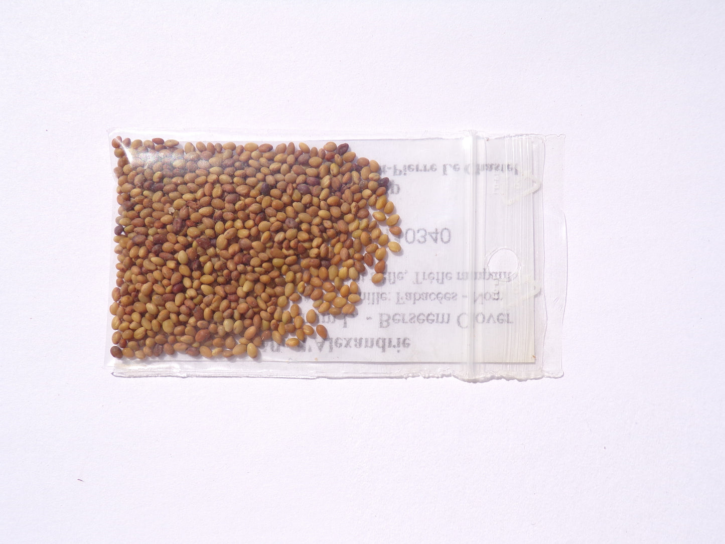 Trèfle d'Alexandrie - Trifolium Alexandrinum L. (Engrais Vert) SEM05