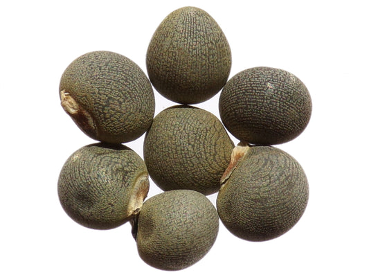 Gombo - Clemson Spineless Bio - Hibiscus Esculentus L. - SEM02