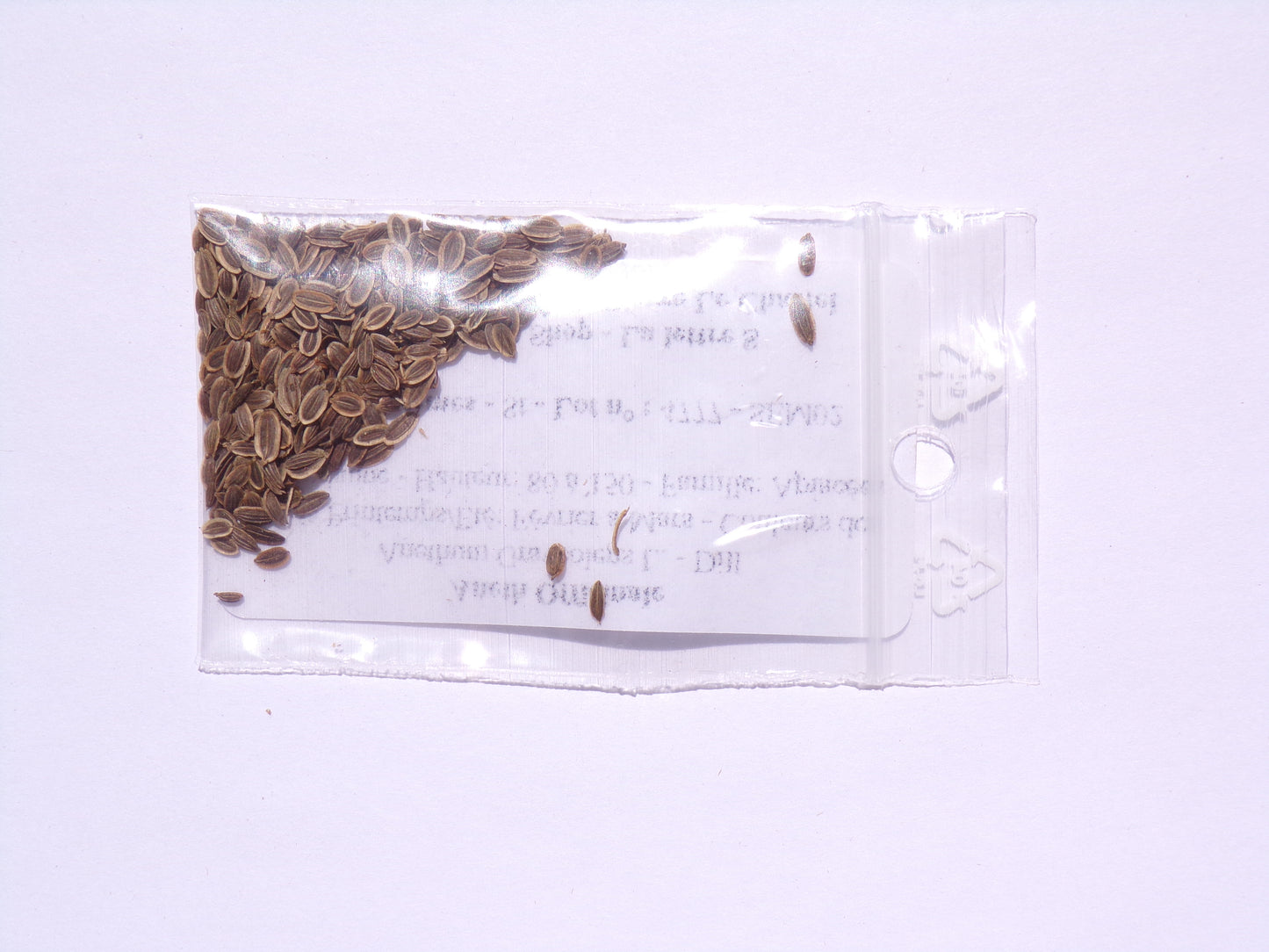 Aneth Officinale Bio - Anethum Graveolens L. - SEM02