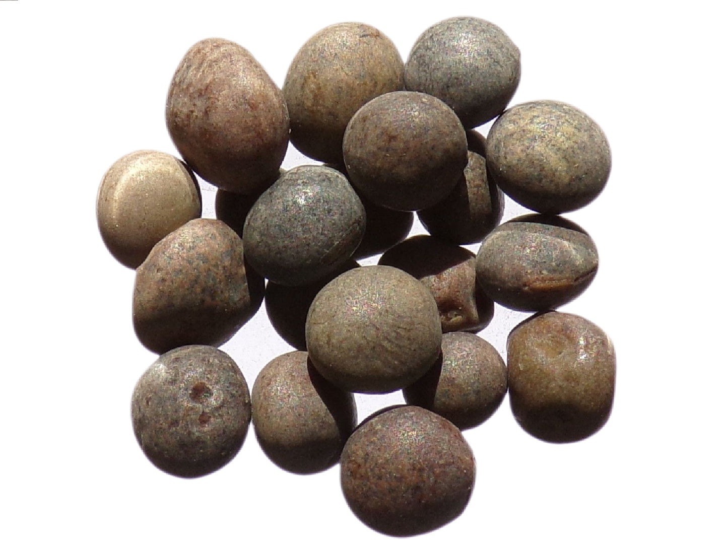 Vesce Velue - Vicia Villosa (Engrais Vert) SEM05