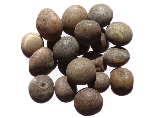 Vesce Velue - Vicia Villosa (Engrais Vert) SEM05