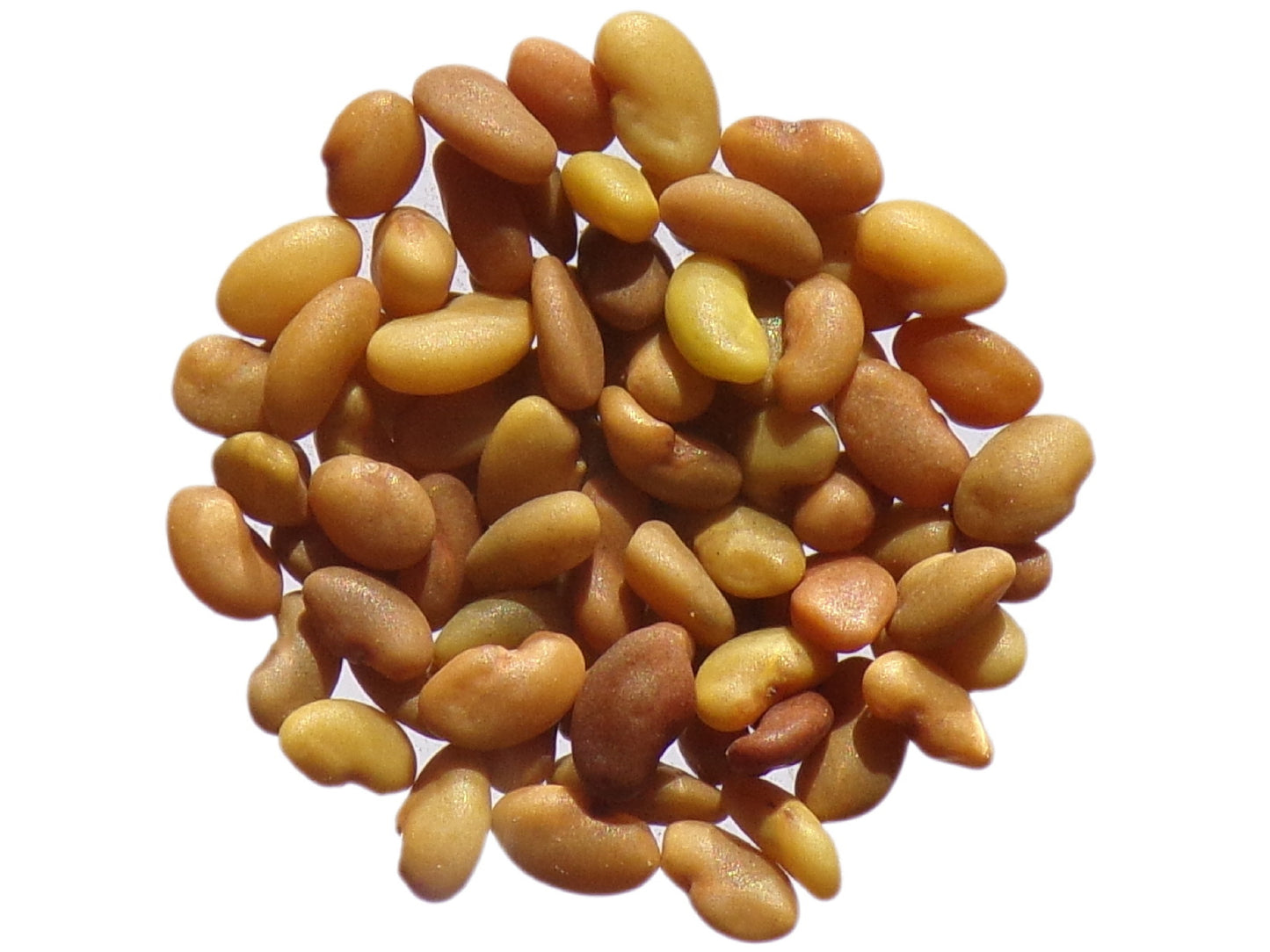 Luzerne - Medicago Sativa L. (Engrais Vert) SEM05