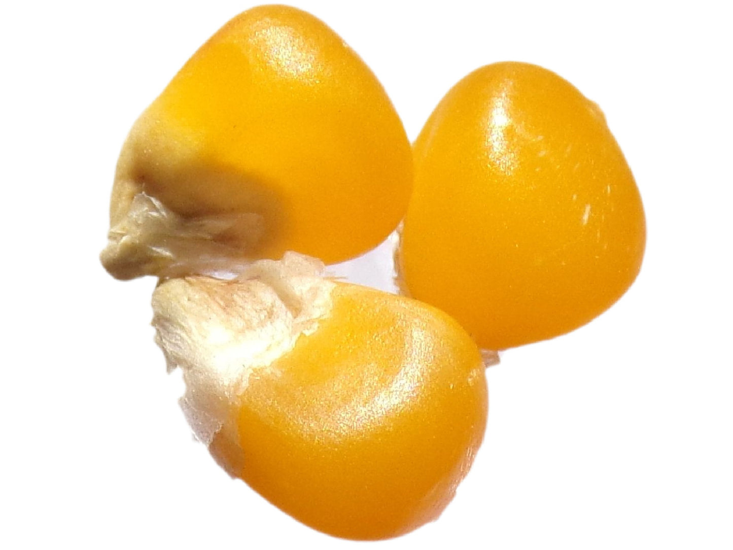 Maïs Pop-Corn - Zea Mays L. - SEM03