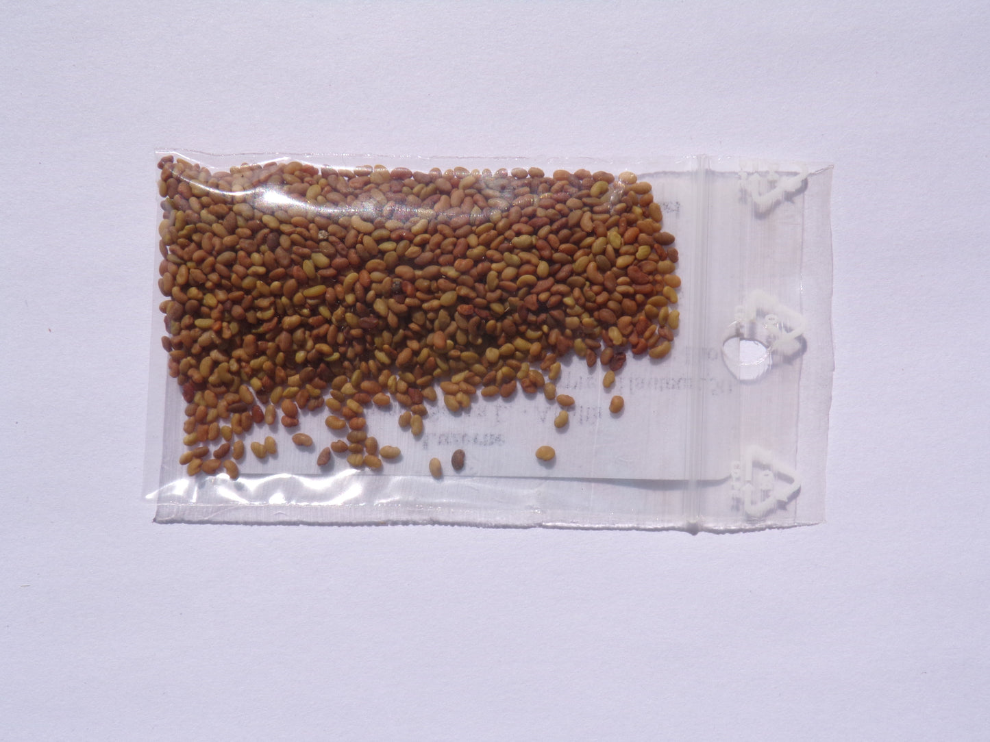 Luzerne - Medicago Sativa L. (Engrais Vert) SEM05