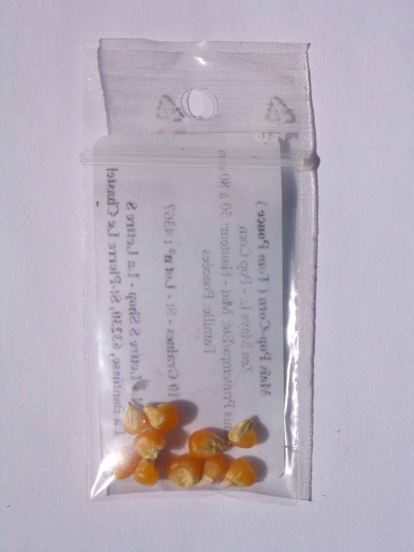 Maïs Pop-Corn - Zea Mays L. - SEM03