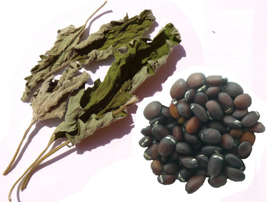 Cataire NT - SEM03 + Feuilles Séchées - Nepeta Cataria - (Herbe à Chat)