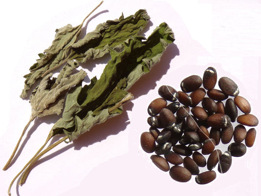 Cataire - SEM05 + Feuilles Séchées - Nepeta Cataria - (Herbe à Chat)