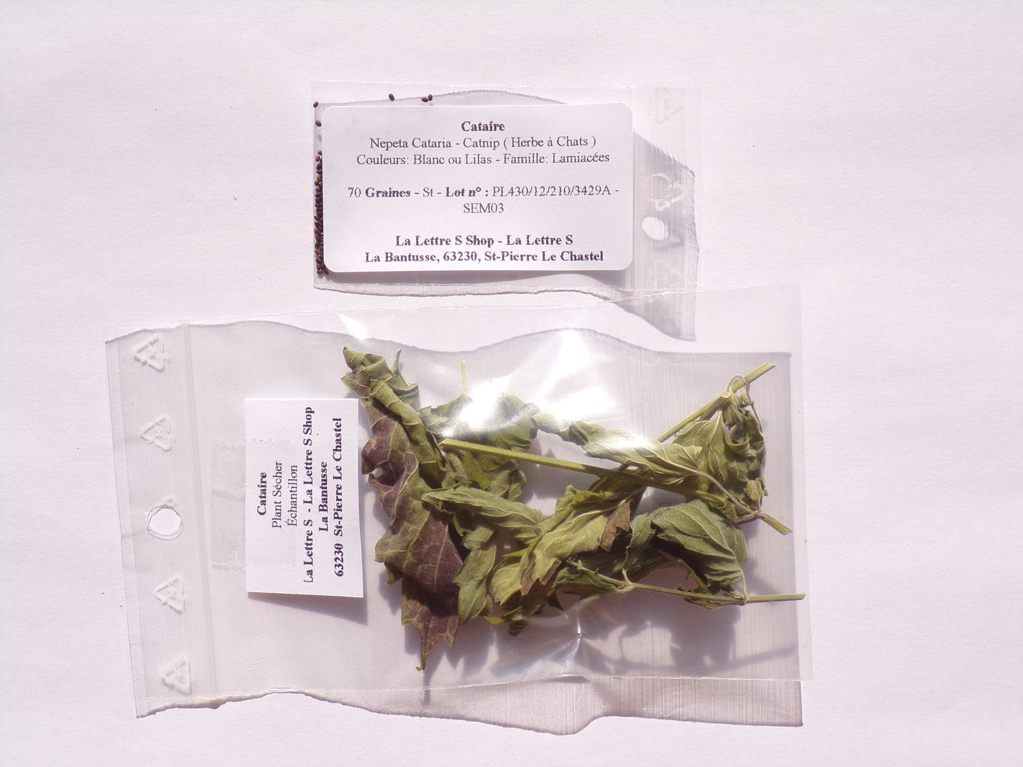 Cataire NT - SEM03 + Feuilles Séchées - Nepeta Cataria - (Herbe à Chat)
