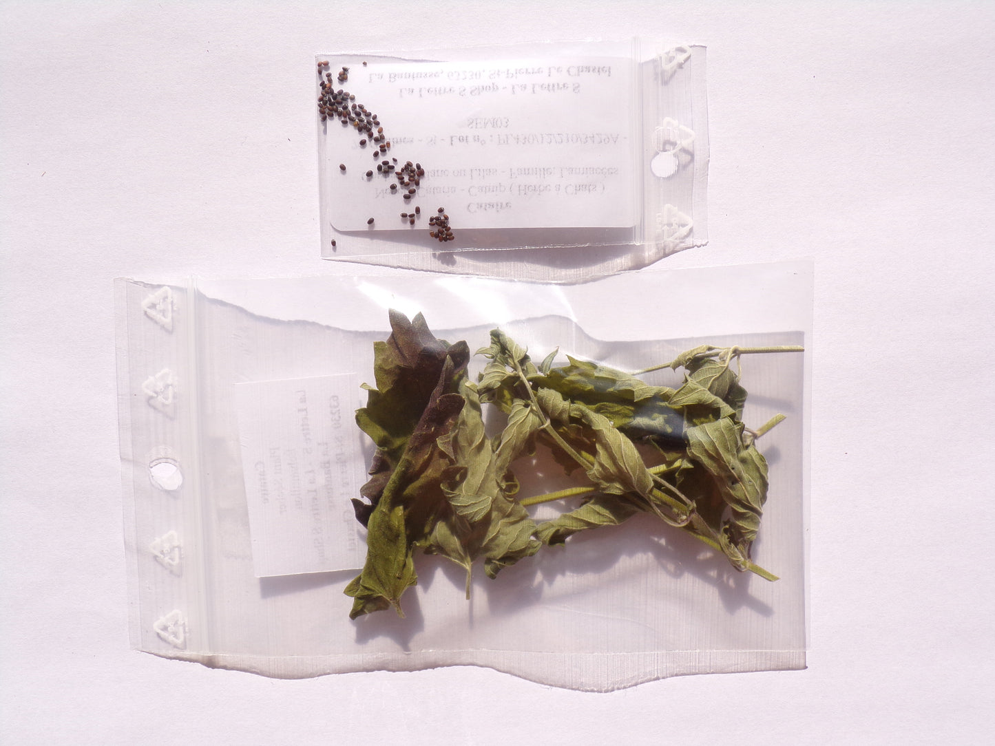 Cataire NT - SEM03 + Feuilles Séchées - Nepeta Cataria - (Herbe à Chat)