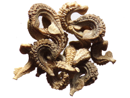 Souci Calendula Bio - Calendula Officinalis - SEM02