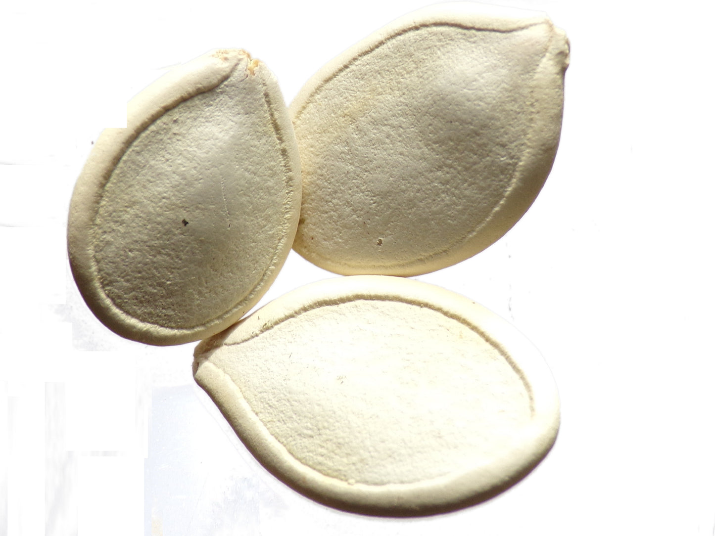 Potiron - Cucurbita Maxima - SEM03