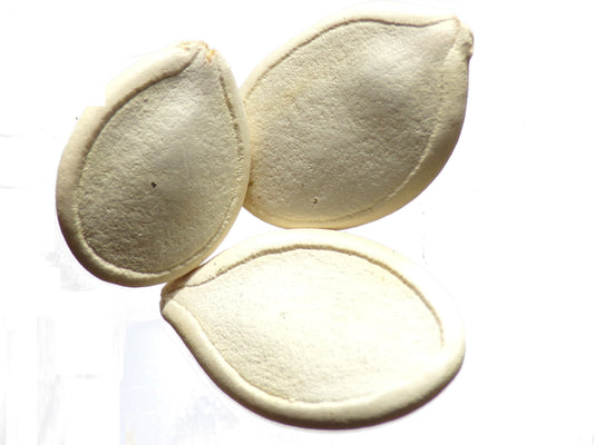 Potiron - Cucurbita Maxima - SEM03