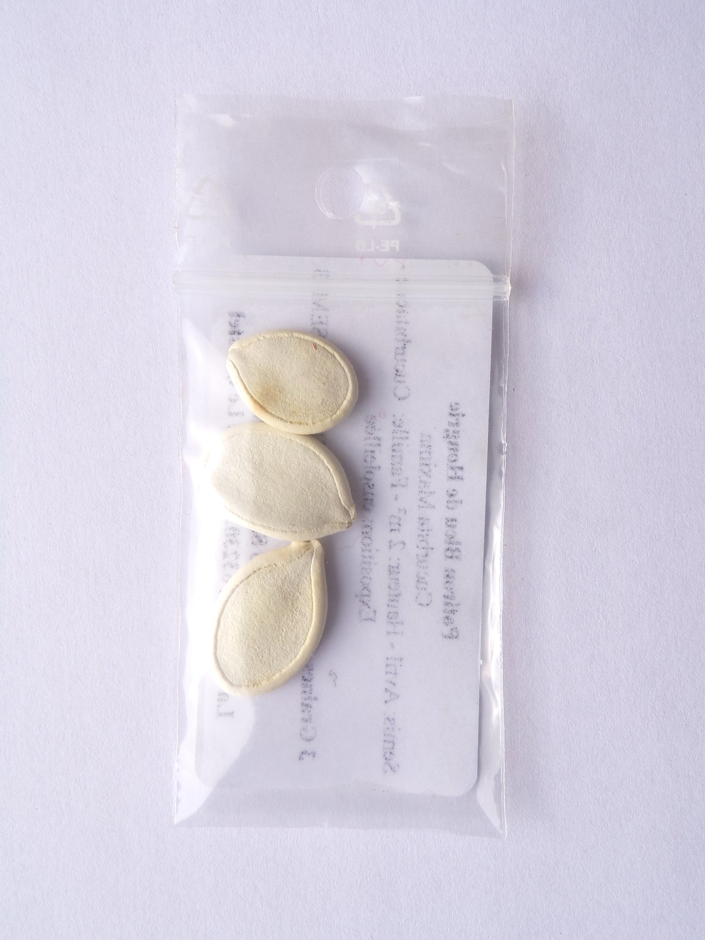 Potiron - Cucurbita Maxima - SEM03