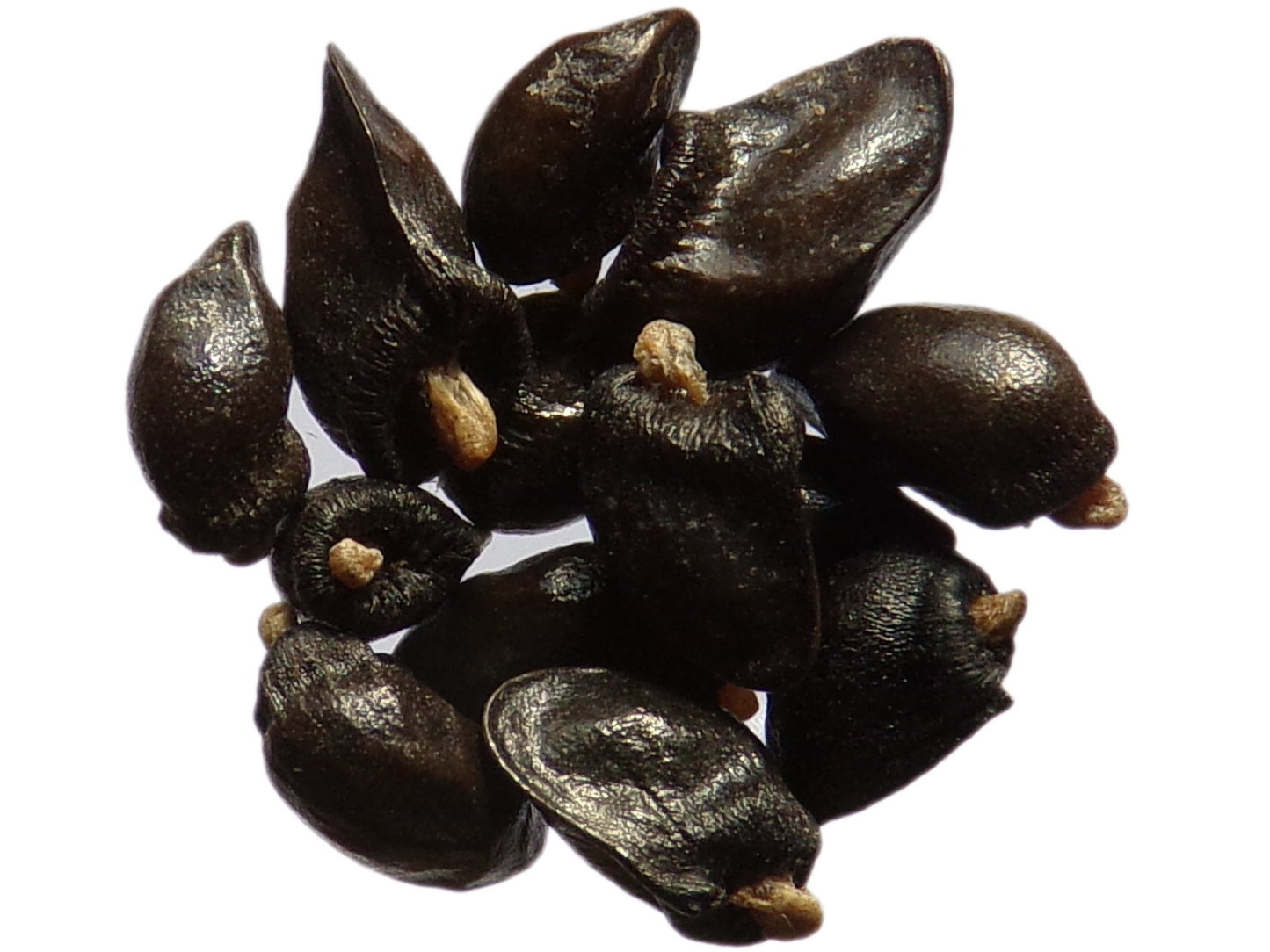 Consoude NT - Symphytum Officinale