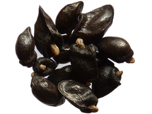 Consoude NT - Symphytum Officinale (Engrais Vert) SEM14