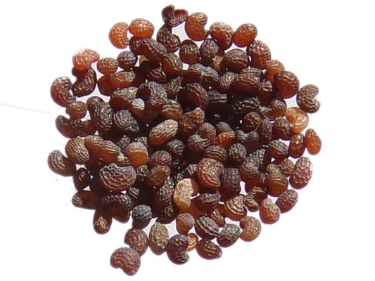 Coquelicot - Papaver Rhoeas - SEM02