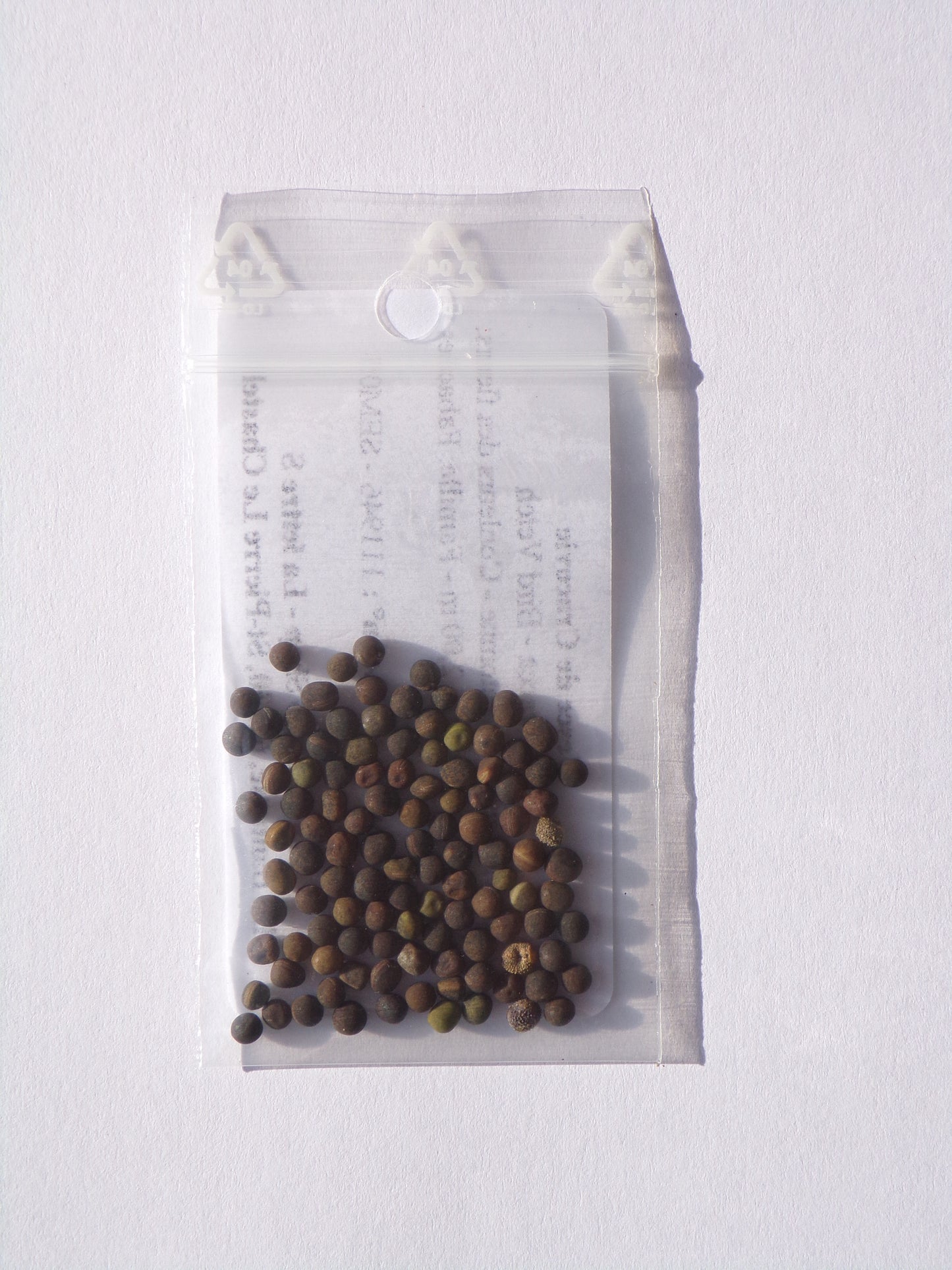 Vesce de Cracovie - Vicia Cracca - SEM05