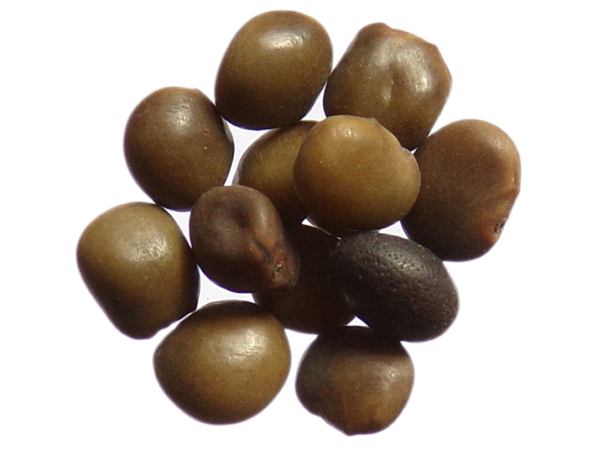 Réglisse - Glycyrrhiza Glabra