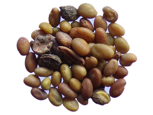 Mélilot Jaune - Melilotus Officinalis (Engrais Vert) SEM05