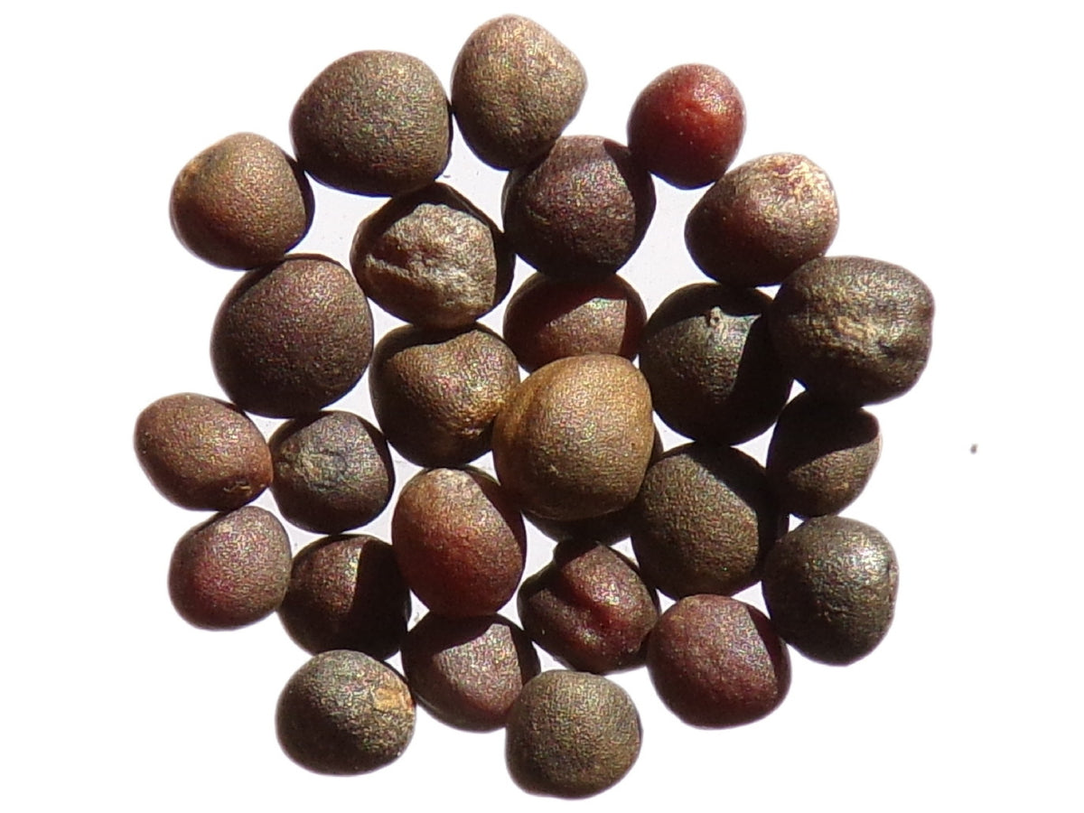Chou Fourrager Proteor ( Branchu ) - Brassica Oleracea