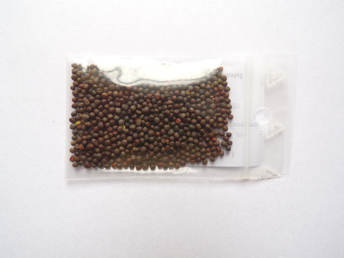 Chou Fourrager Proteor ( Branchu ) - Brassica Oleracea
