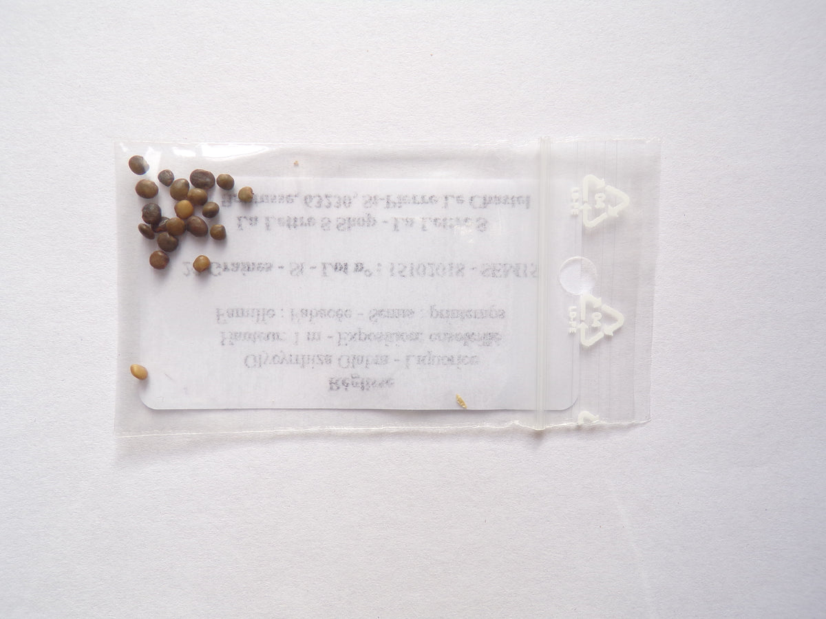 Réglisse - Glycyrrhiza Glabra