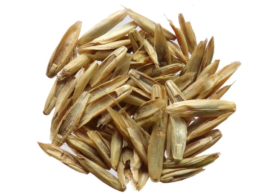 Ray Grass Italien - Lolium Multiflorum (Engrais Vert) SEM05