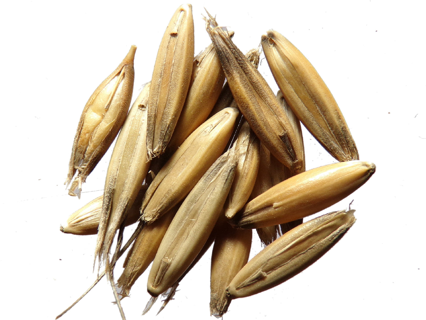 Avoine Rouge  - Avena sativa L. (Engrais Vert) SEM01