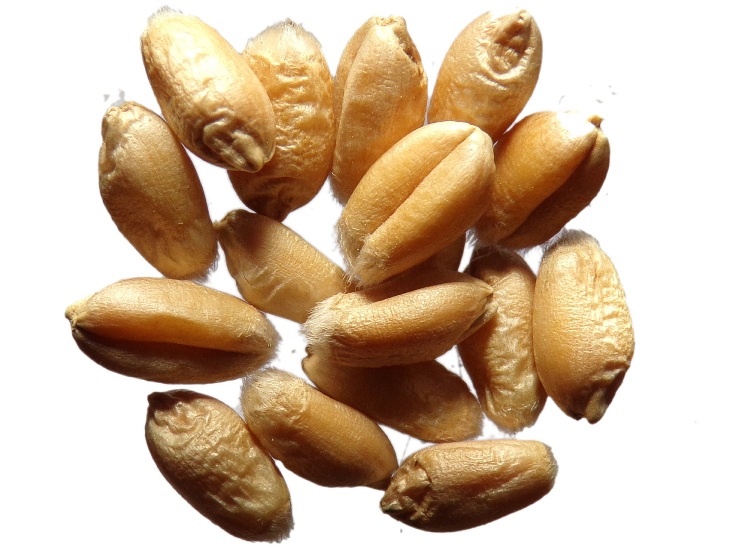 Blé Bladette de Puylaurens - Triticum Aesium (Engrais Vert) SEM01