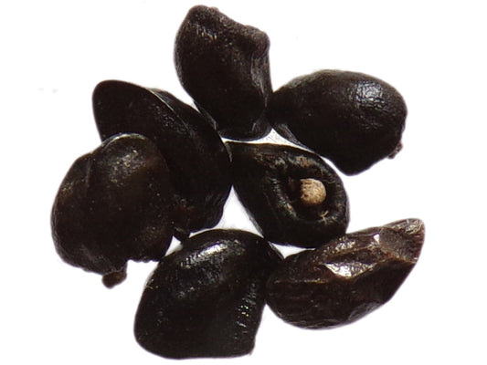 Consoude Officinale - Symphytum Officinale (Engrais Vert) SEM03