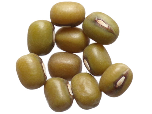 Haricot - Vigna Radiata - SEM03