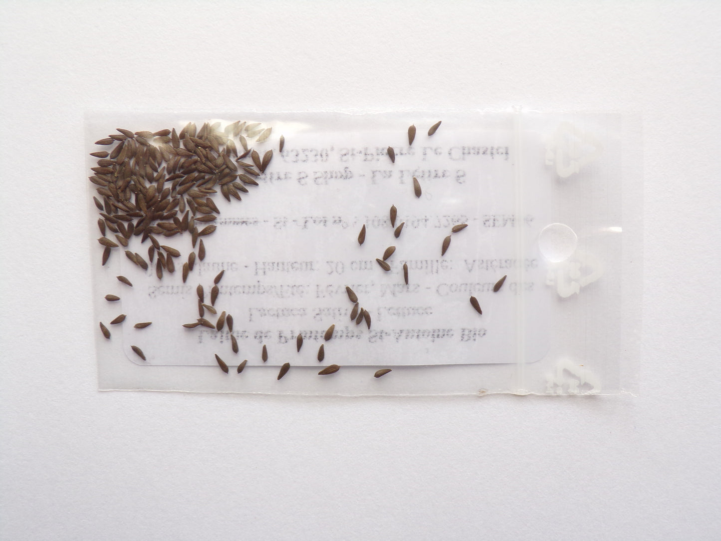 Laitue de Printemps - Lactuca Sativa – SEM06