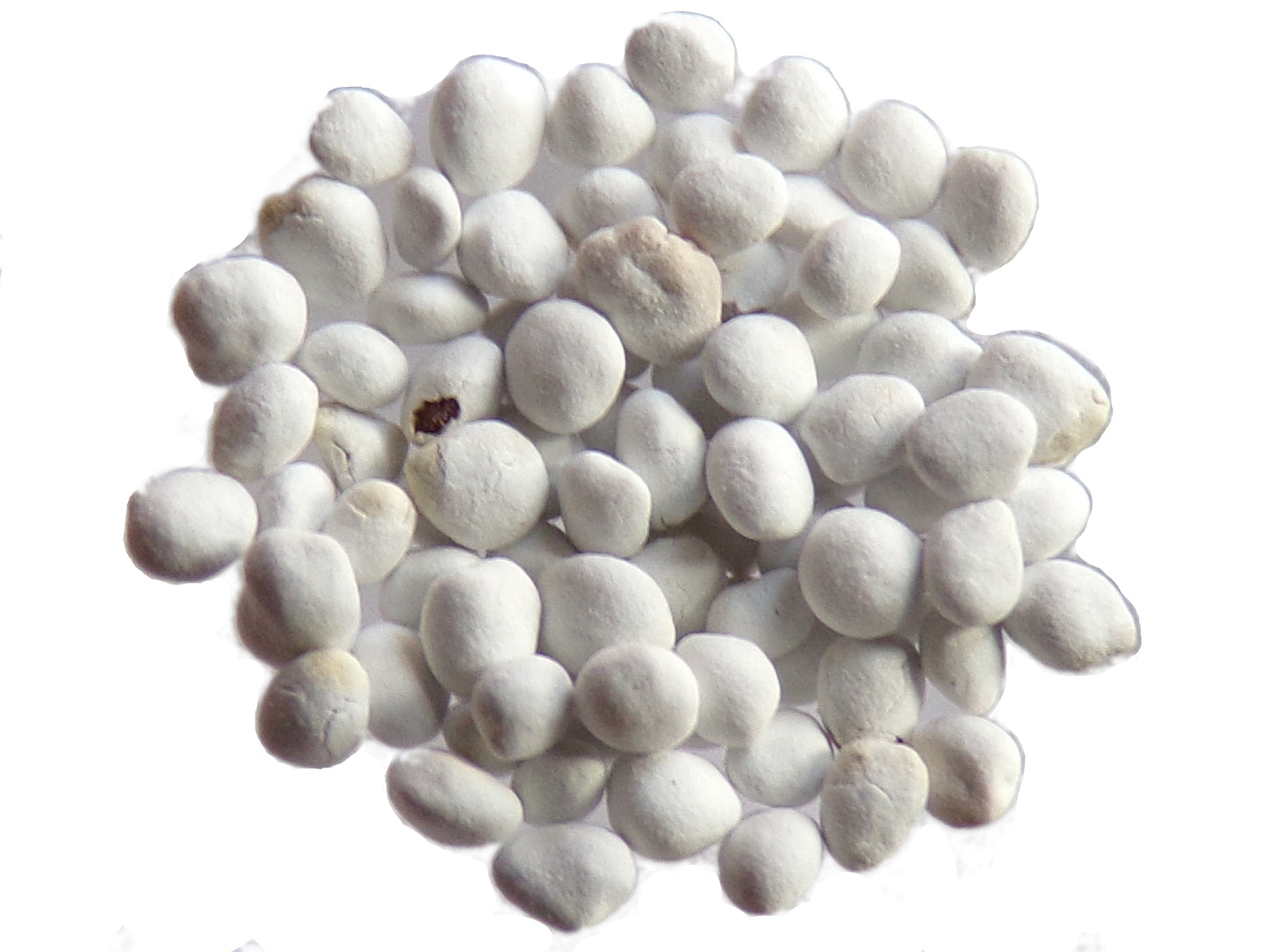 Trèfle Fraise (enrobée) - Trifolium Fragiferum (Engrais Vert) SEM05