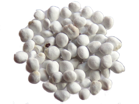 Trèfle Fraise (enrobée) - Trifolium Fragiferum (Engrais Vert) SEM05