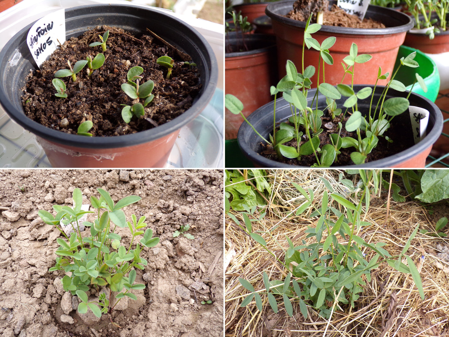 Sainfoin Simple - Onobrychis Viciifolia (Engrais Vert) SEM05