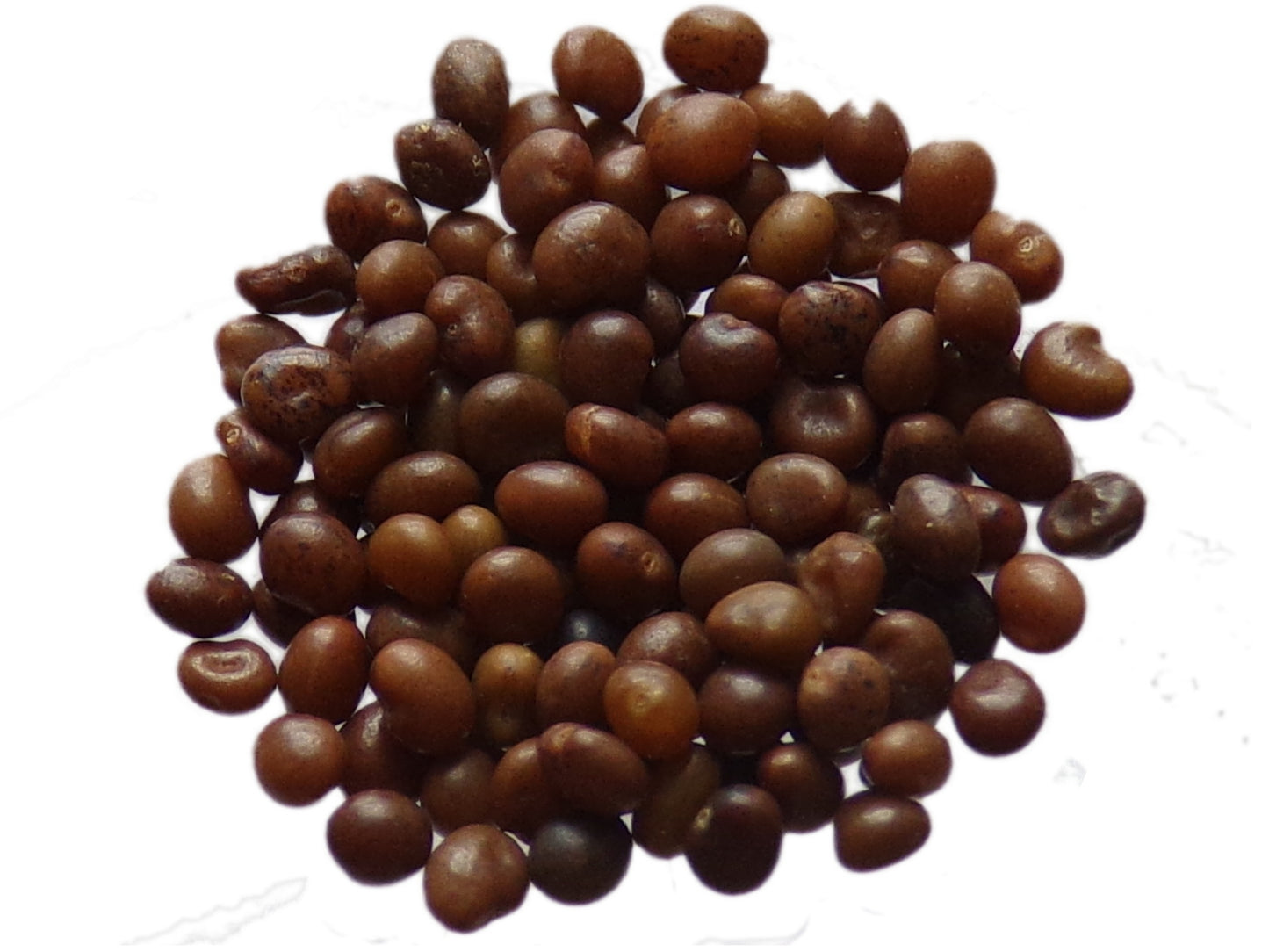 Lotier Corniculé - Lotus Corniculatus L. (Engrais Vert) SEM14