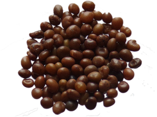 Lotier Corniculé - Lotus Corniculatus L. (Engrais Vert) SEM14