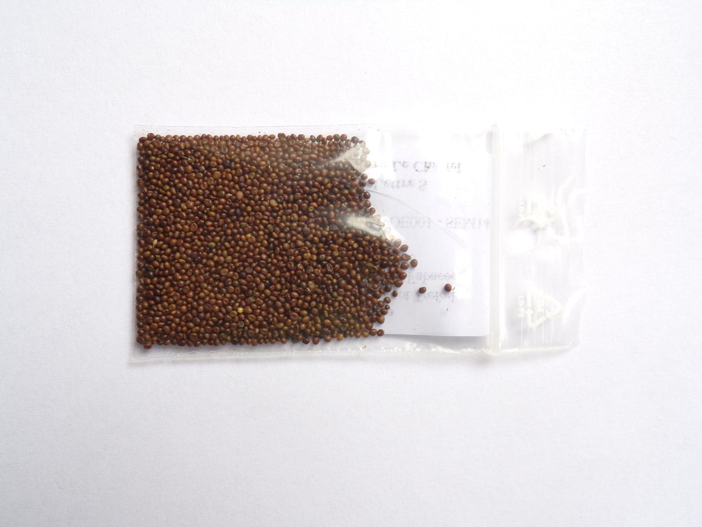 Lotier Corniculé - Lotus Corniculatus L. (Engrais Vert) SEM14