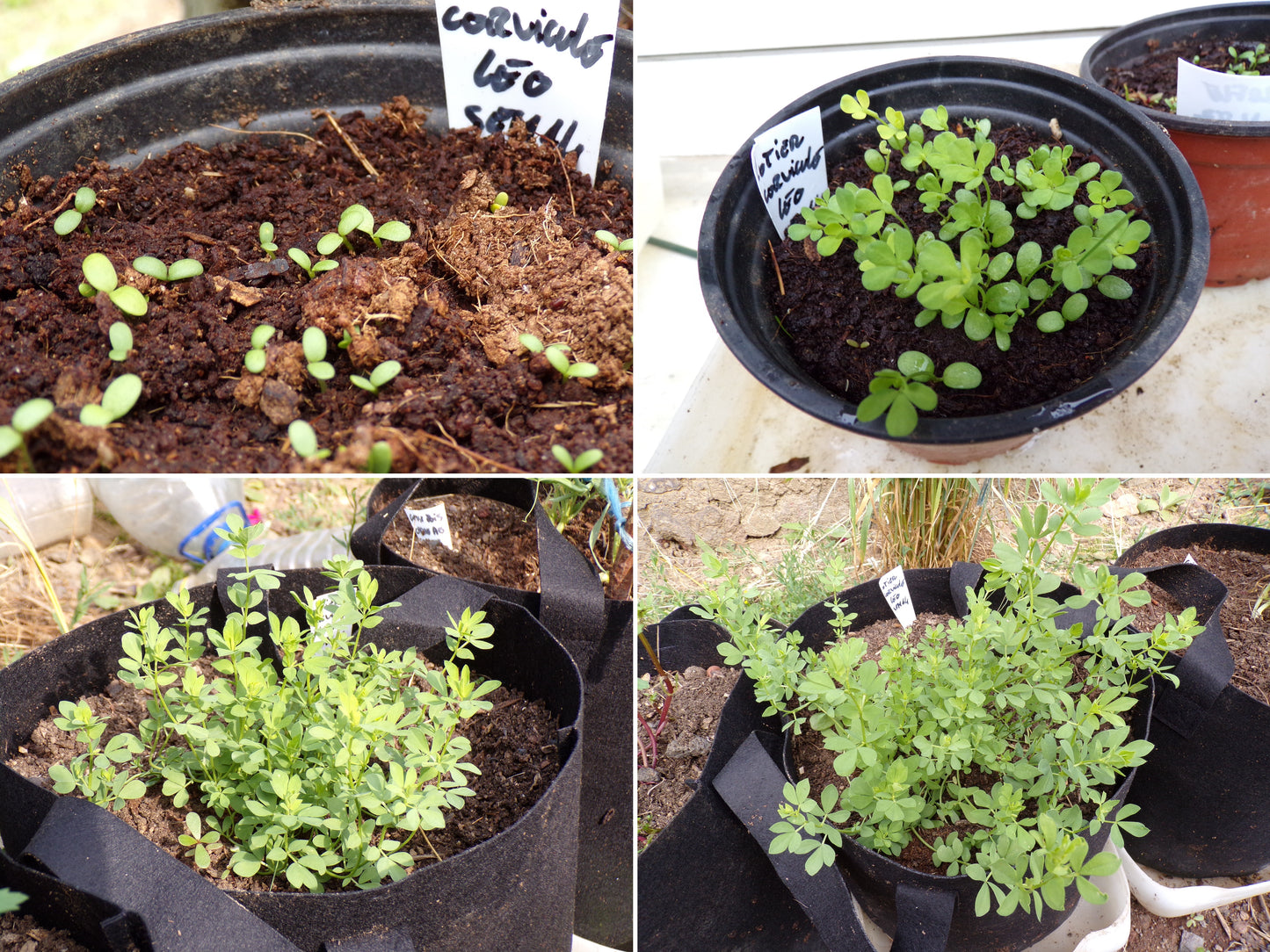 Lotier Corniculé - Lotus Corniculatus L. (Engrais Vert) SEM14
