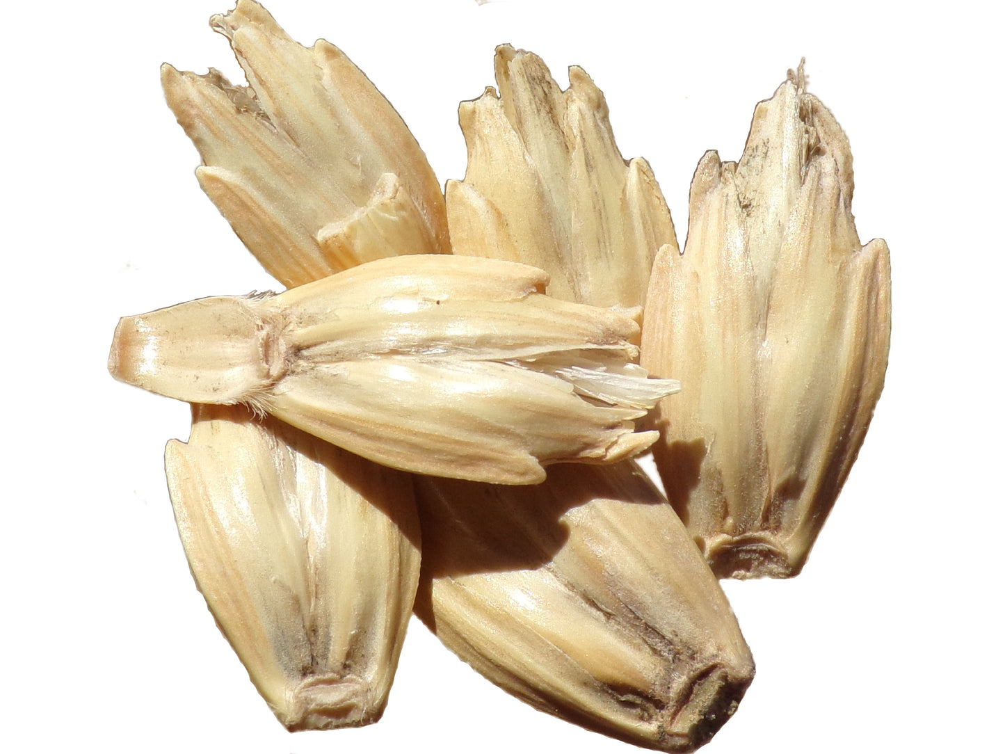 Épeautre d’Automne - Triticum Spelta (Engrais Vert) SEM26