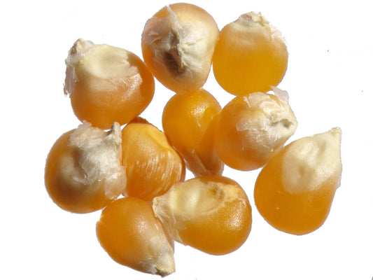 Cinéma (Maïs à Popcorn) - Zea Mays - SEM26