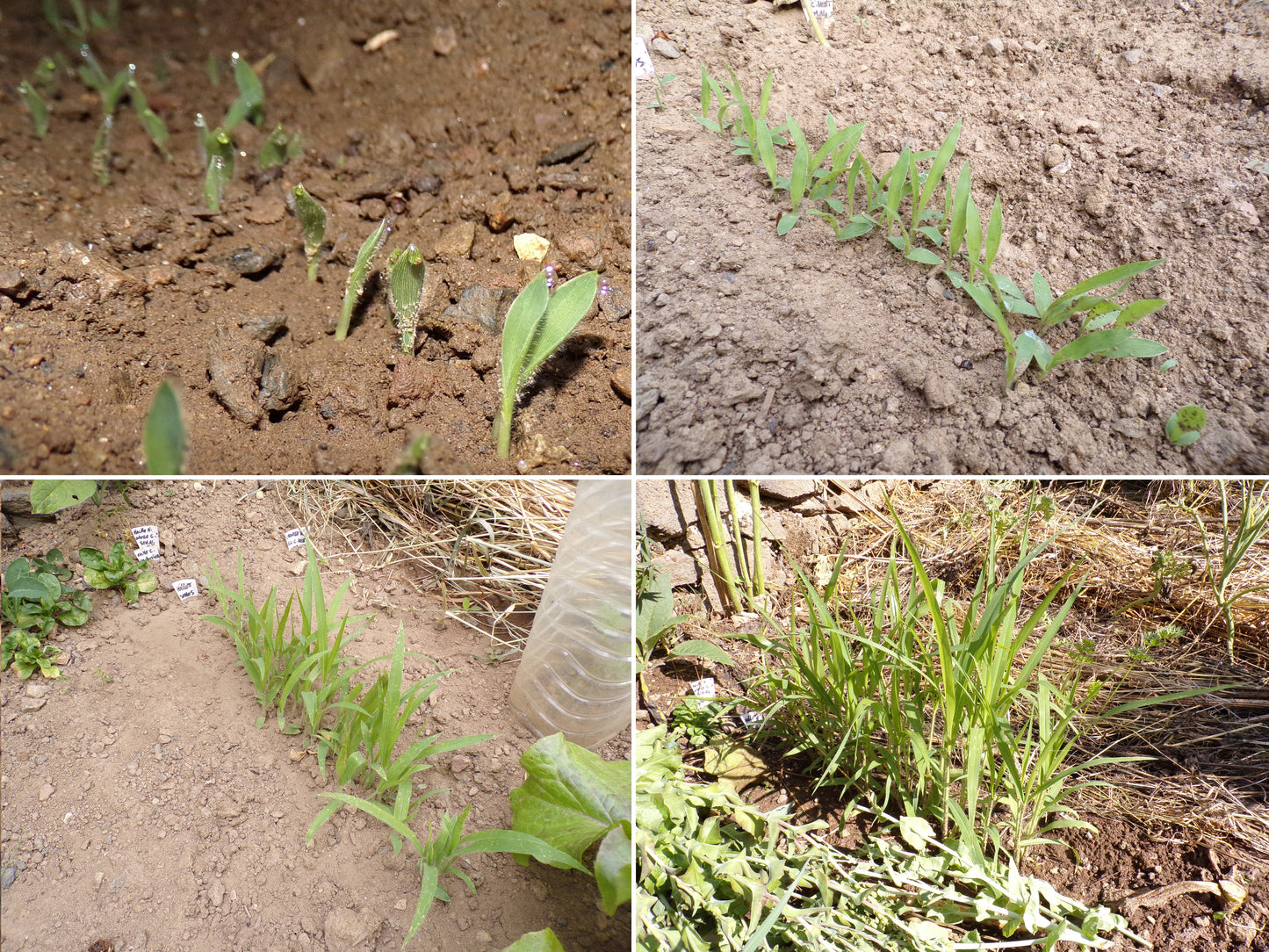Millet Blanc - Panicum Millaceum - (Engrais Vert) SEM05