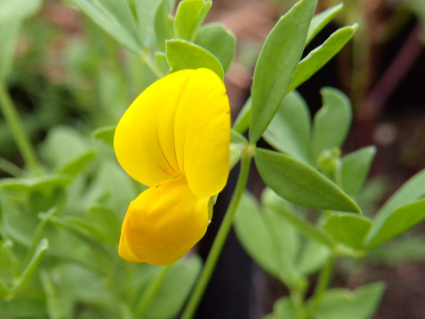Lotier Corniculé - Lotus Corniculatus L. (Engrais Vert) SEM14