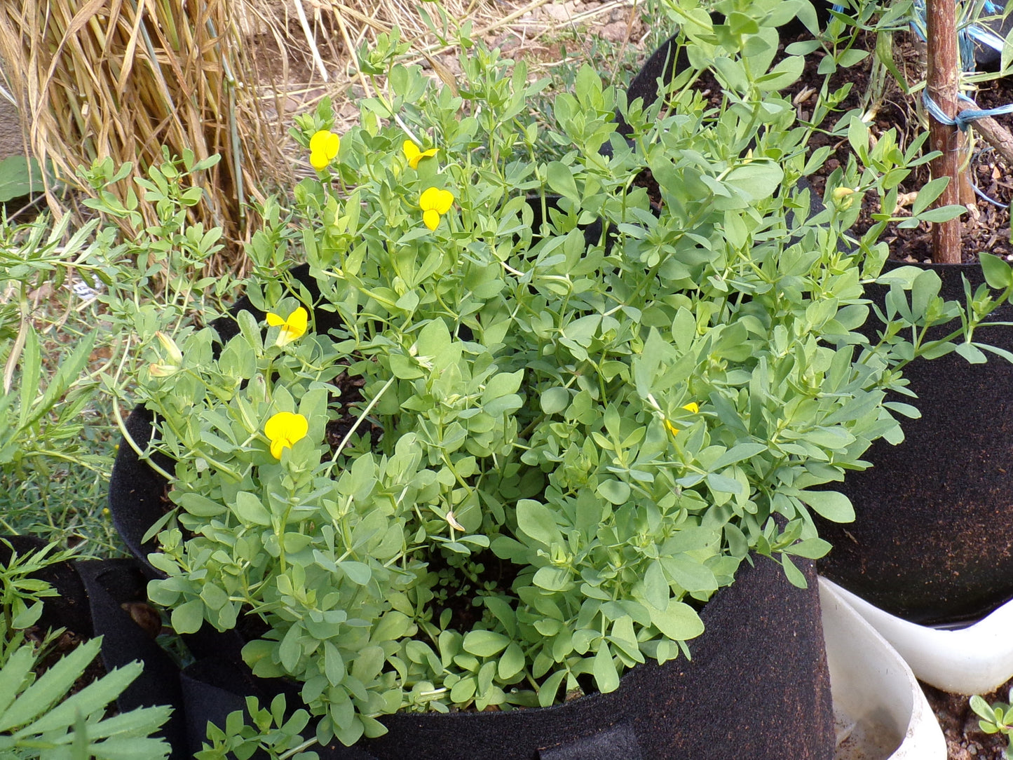 Lotier Corniculé - Lotus Corniculatus L. (Engrais Vert) SEM14