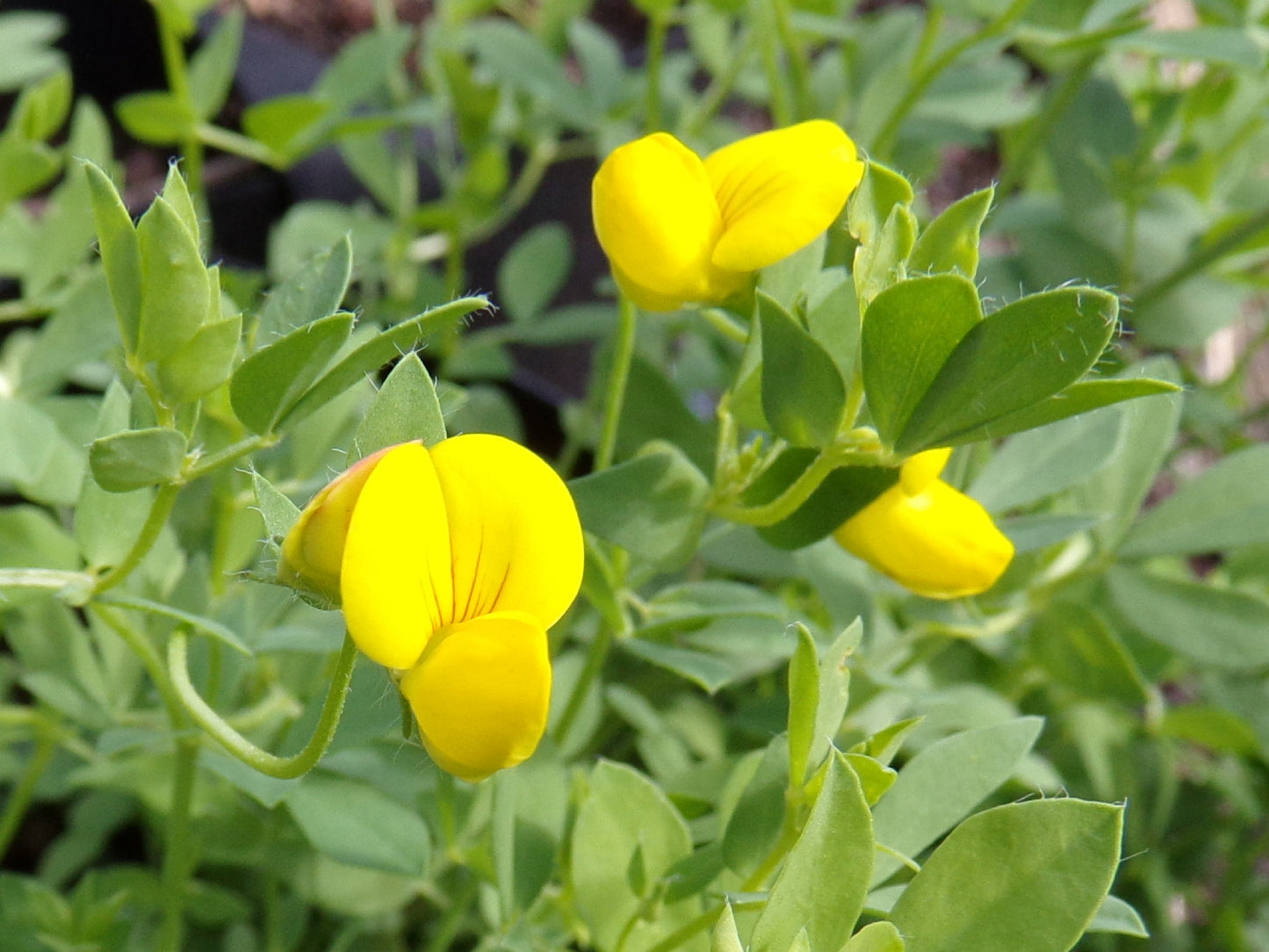 Lotier Corniculé - Lotus Corniculatus L. (Engrais Vert) SEM14