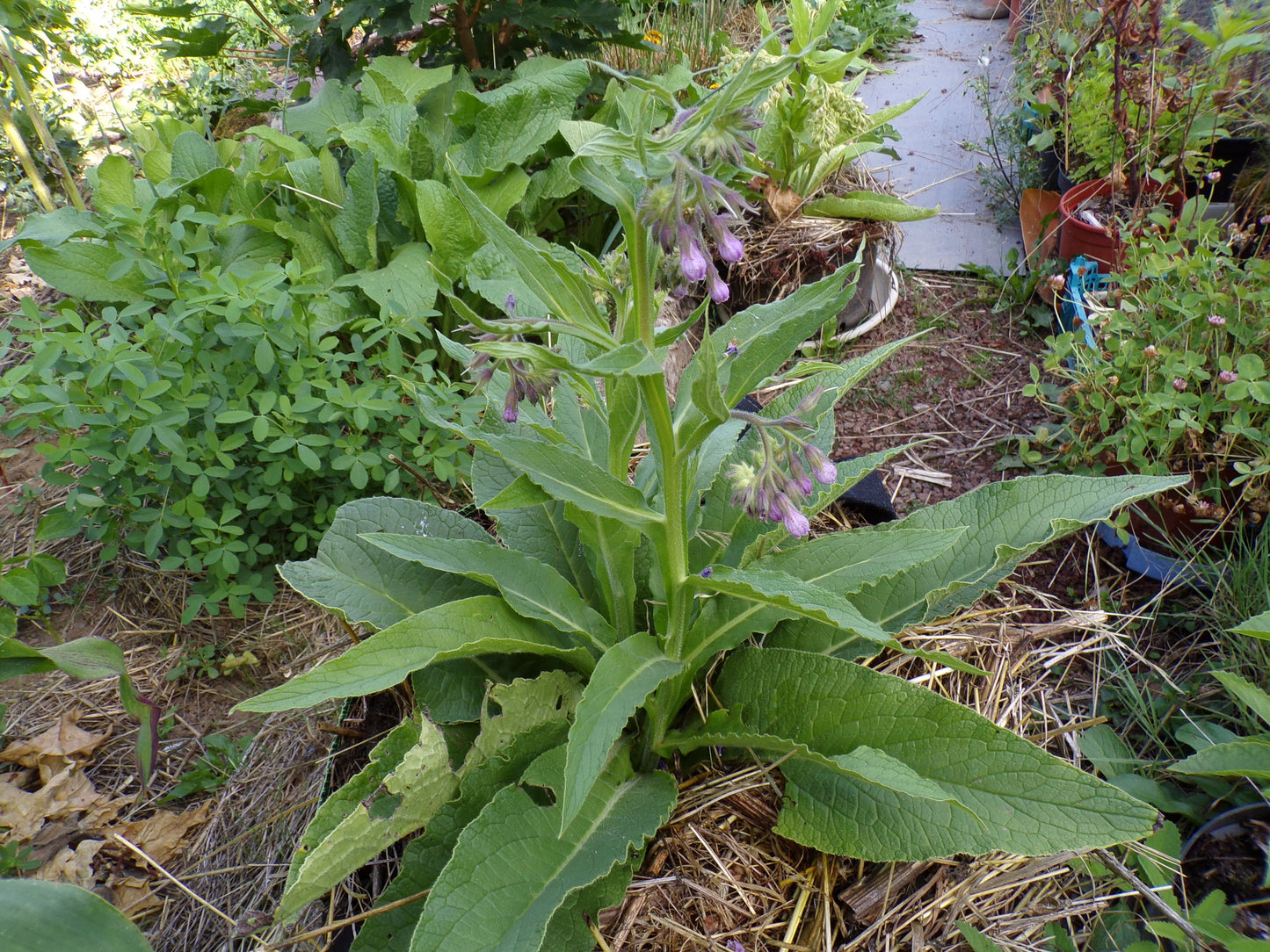 Consoude NT - Symphytum Officinale